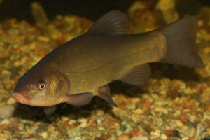 Tench Tench